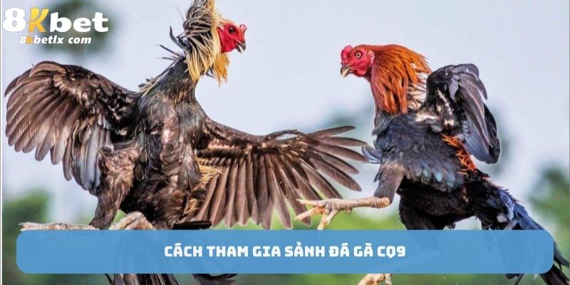 Cách tham gia sảnh đá gà CQ9