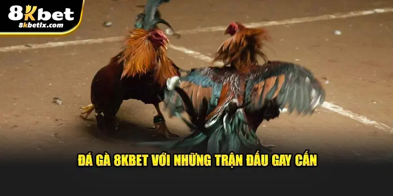 Đá gà 8KBET với những trận đấu gay cấn